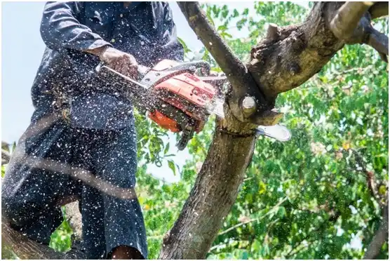 tree services Mount Sidney